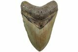 Fossil Megalodon Tooth - North Carolina #226510-1